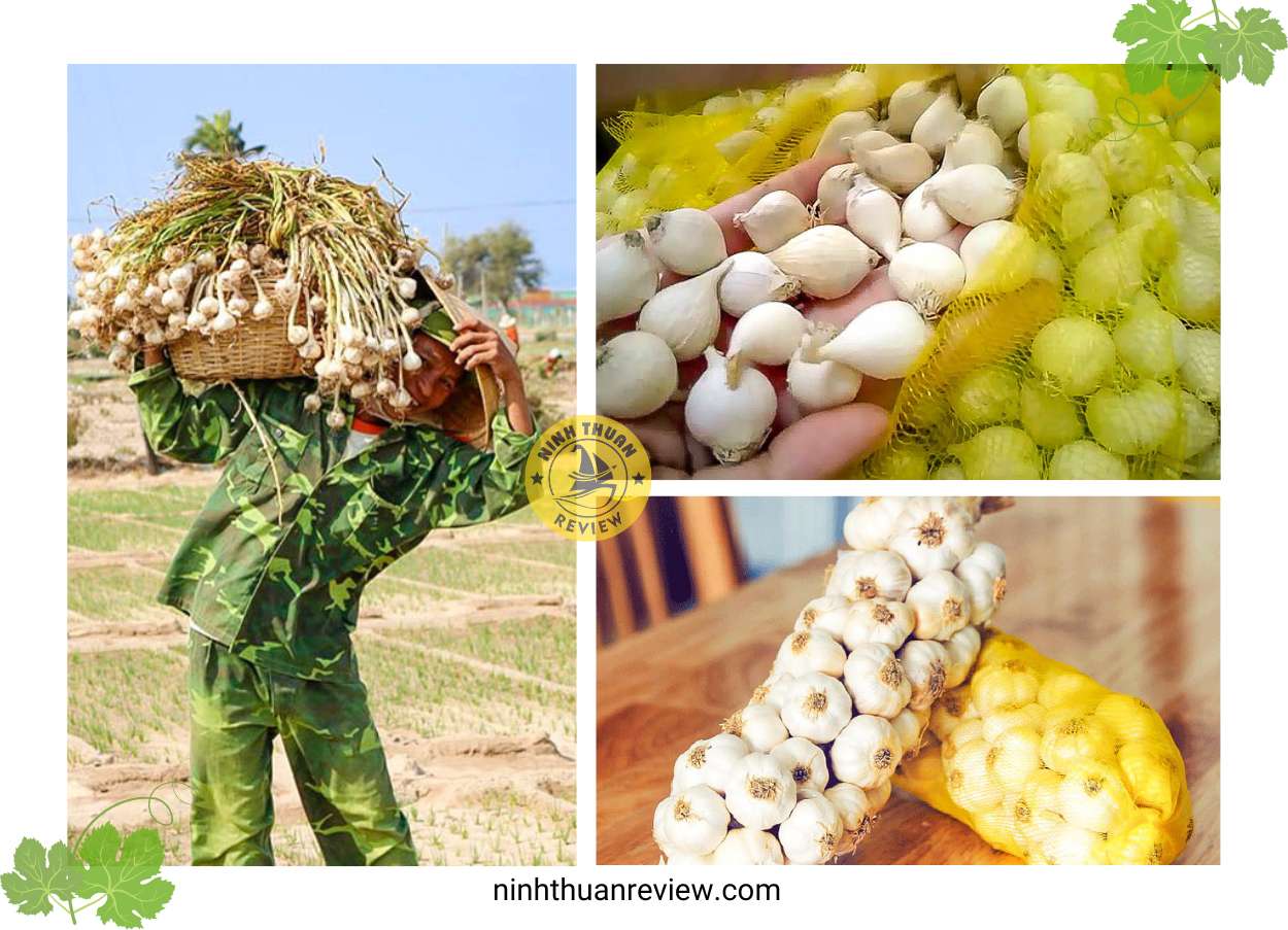 tỏi phan rang ninh thuận