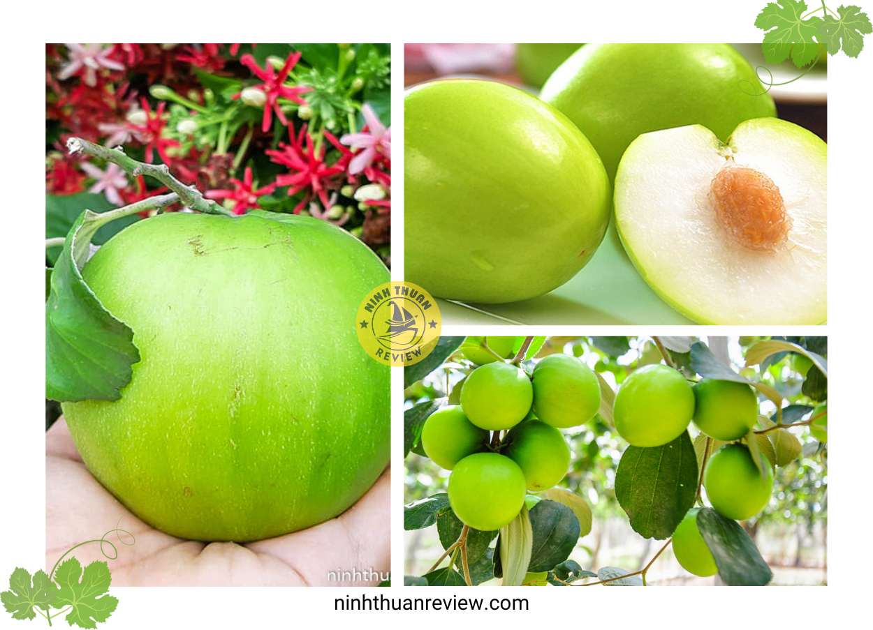 táo xanh ninh thuận