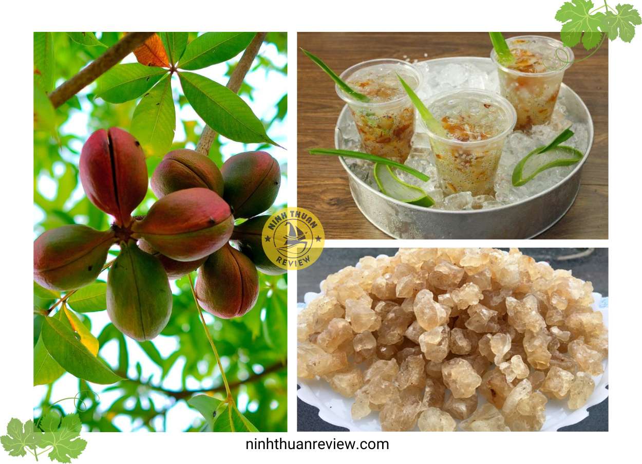 mủ trôm phan rang